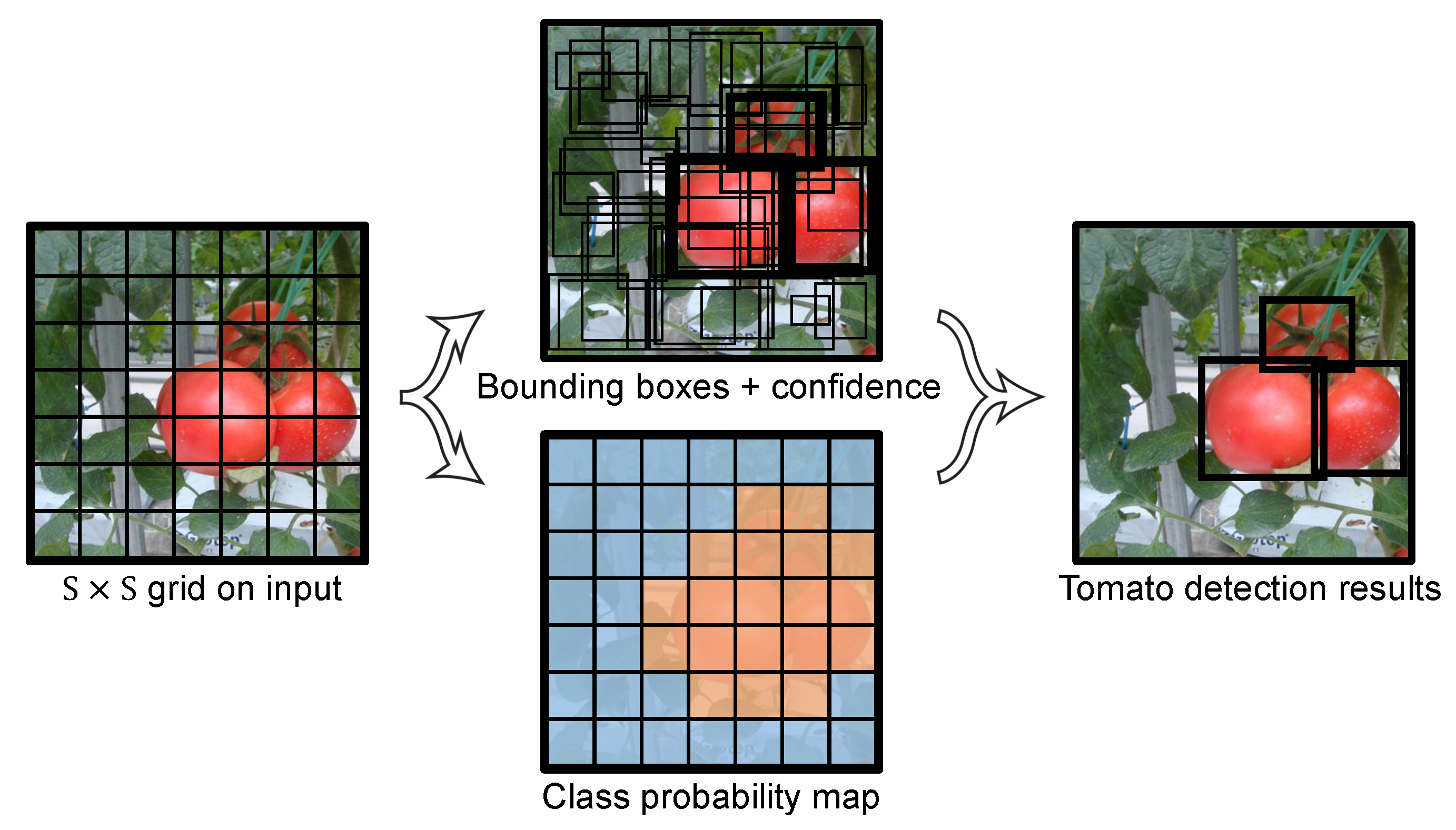 Sensors | Free Full-Text | YOLO-Tomato: A Robust Algorithm for Tomato  Detection Based on YOLOv3