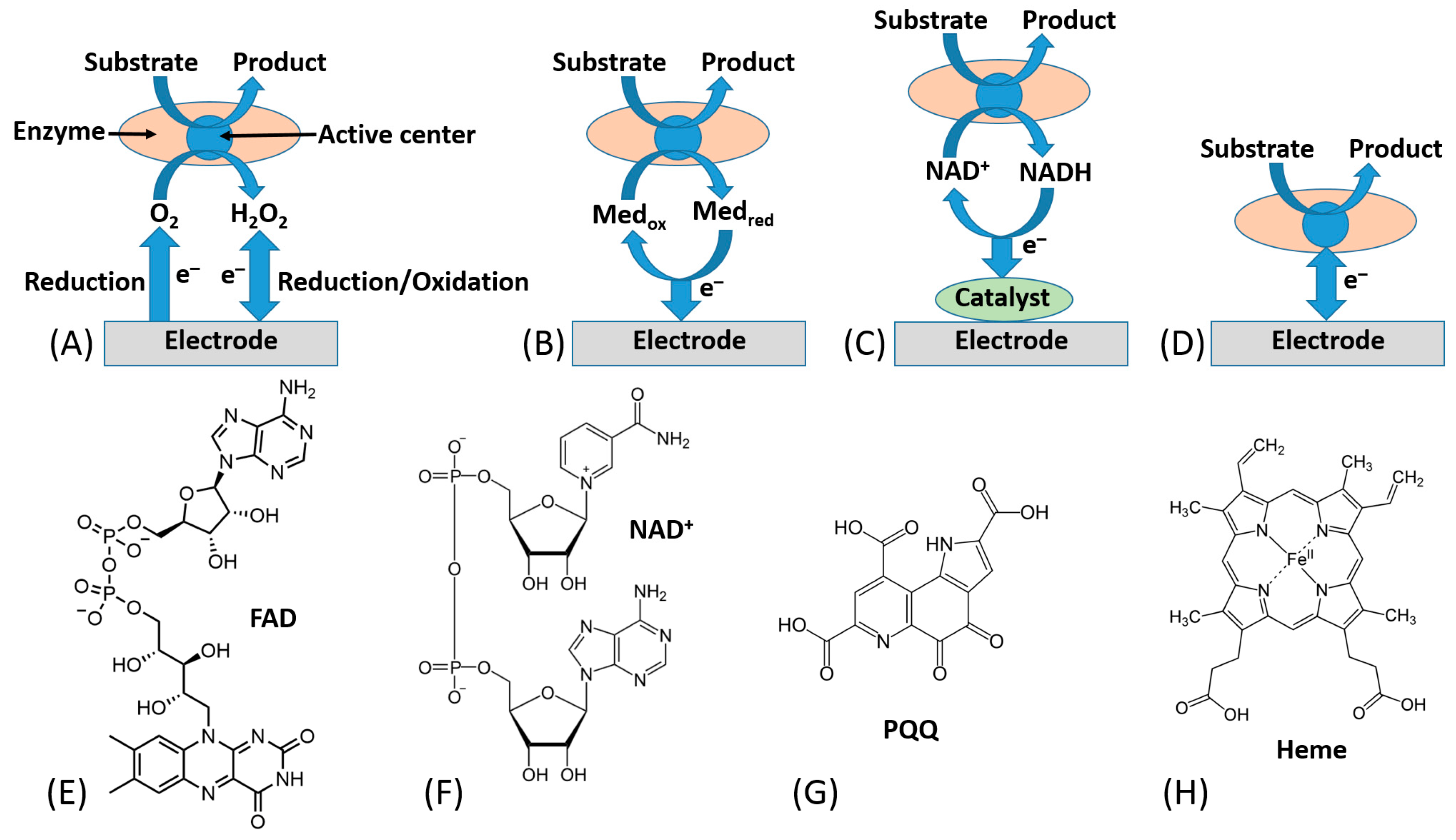 Reduction of camphor to isoborneol mechanism