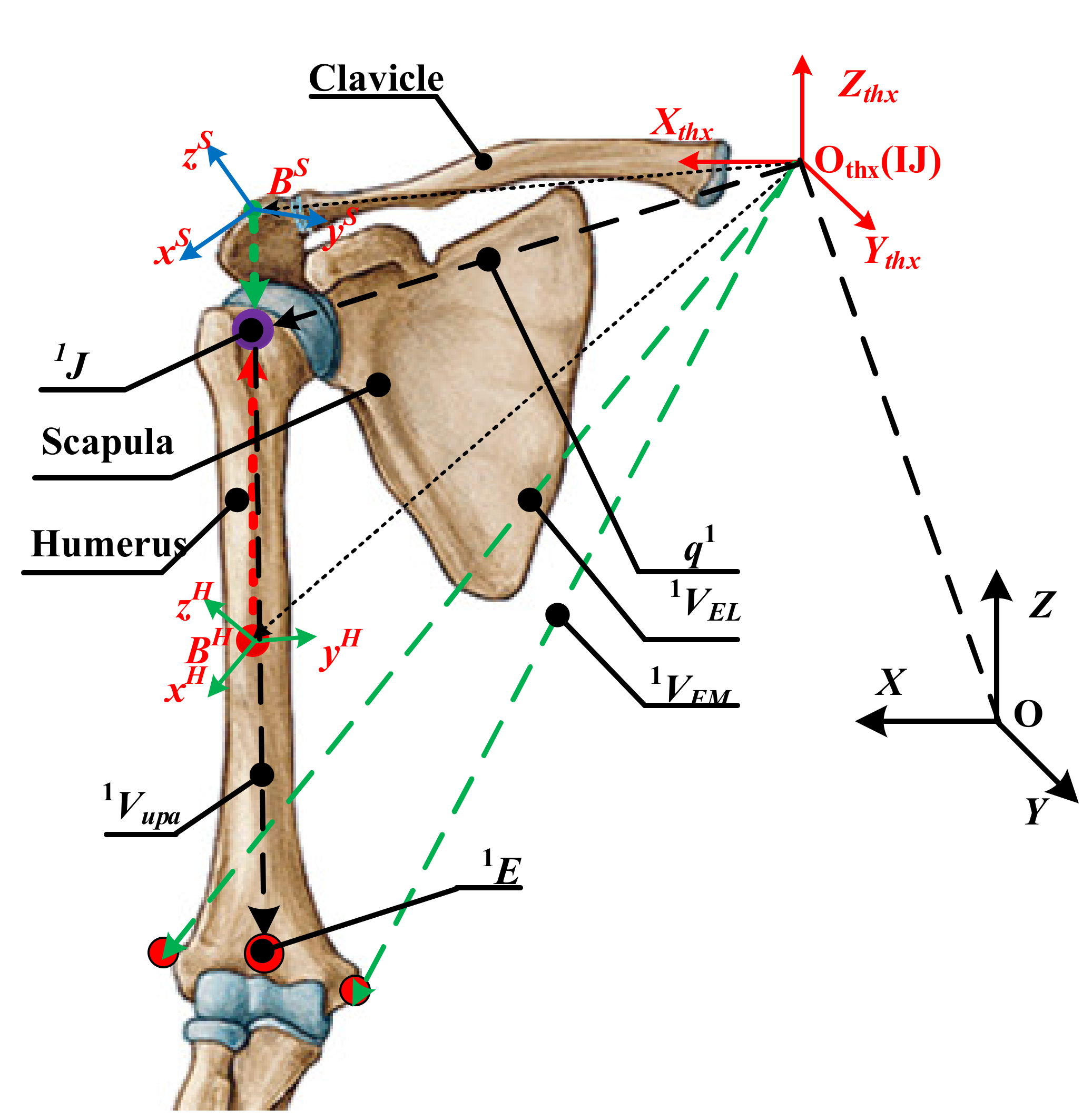 Sensors | Free Full-Text | A Modified Kinematic Model of Shoulder Complex  Based on Vicon Motion Capturing System: Generalized GH Joint with Floating  Centre | HTML