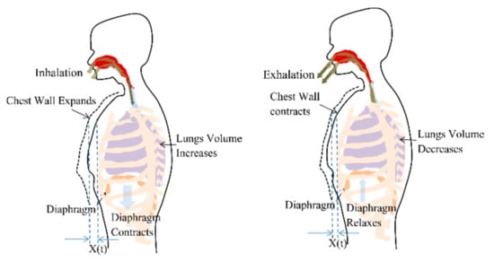 Heart, lungs, and diaphragm during: (a) inhalation; (b) exhalation.