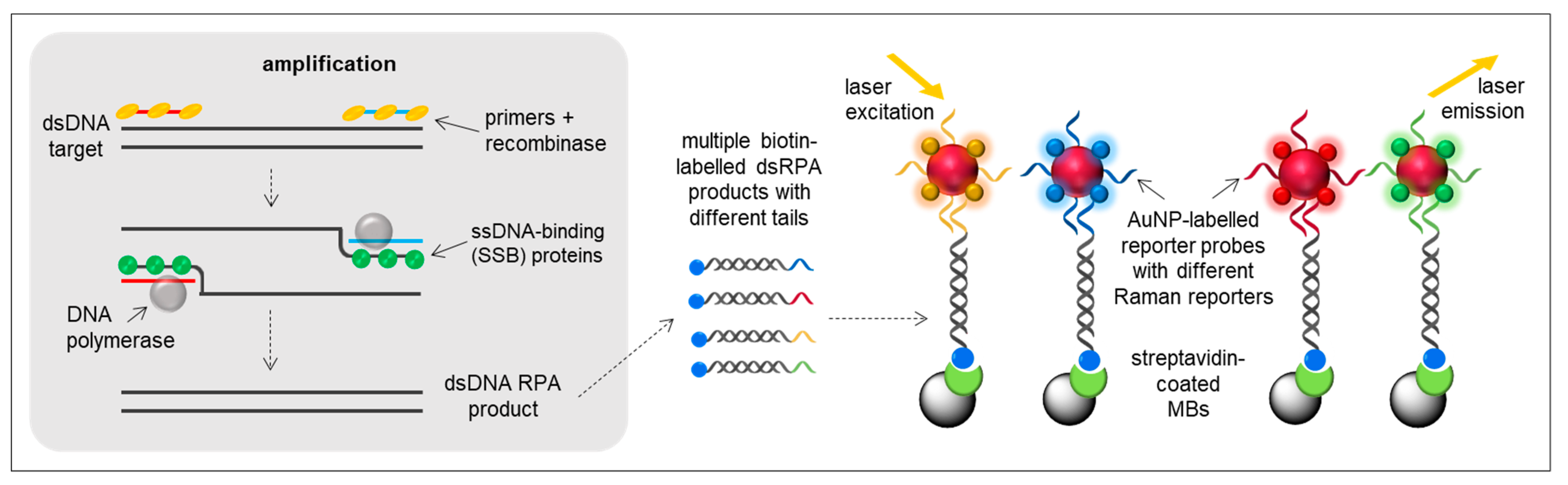 Sensors | Free Full-Text | Biosensors Based on Isothermal DNA ...