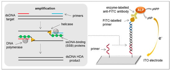 Sensors | Free Full-Text | Biosensors Based on Isothermal DNA ...