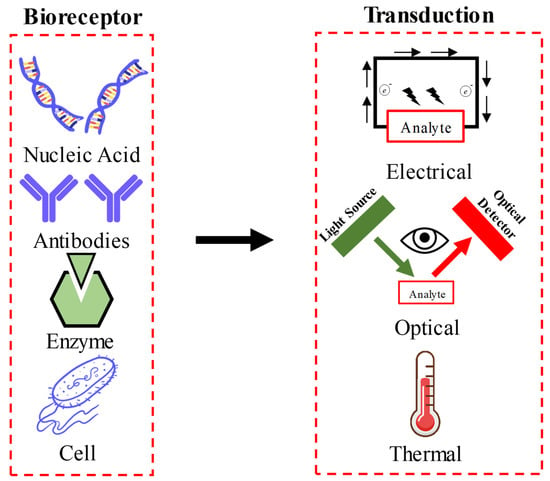 Sensors Free Full Text Nanostructures For Biosensing With A Brief Overview On Cancer Detection Iot And The Role Of Machine Learning In Smart Biosensors Html