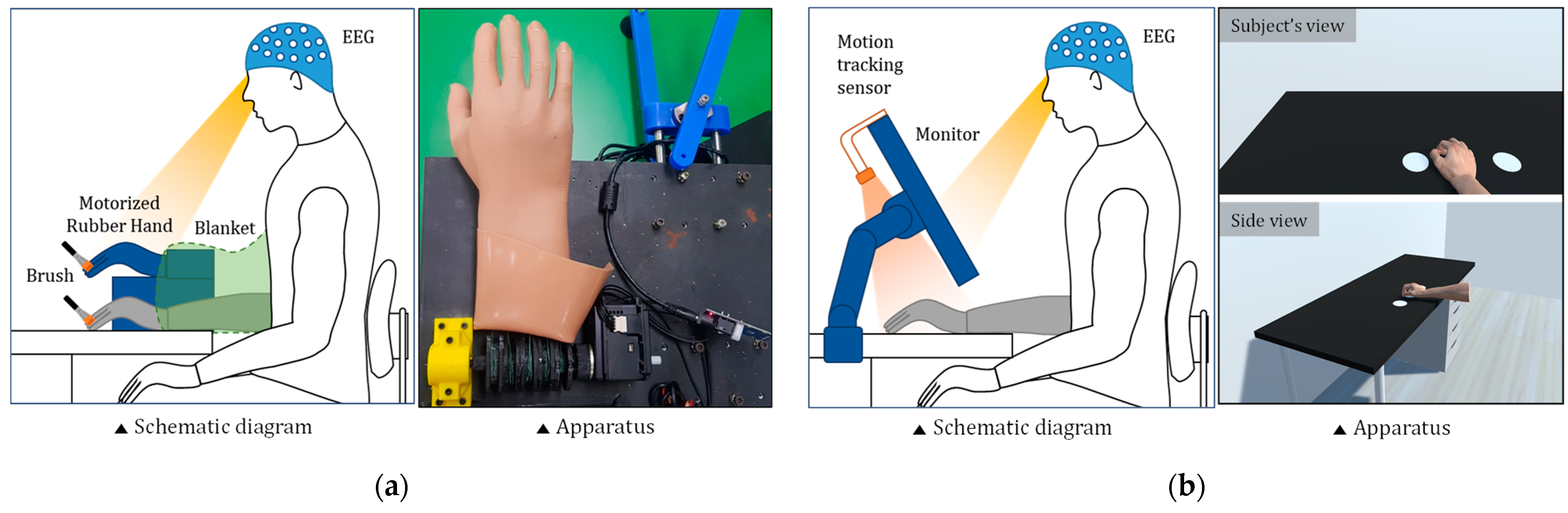 Judging the position of the artificial hand induces a “visual” drift  towards the real one during the rubber hand illusion
