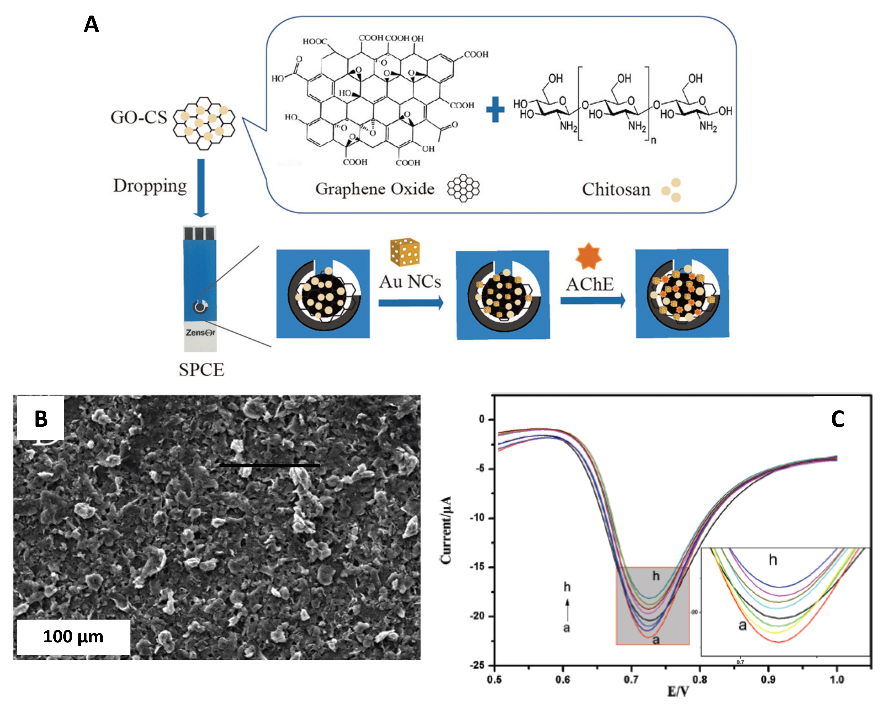 Sensors Free Full Text Recent Trends In The Improvement Of The Electrochemical Response Of Screen Printed Electrodes By Their Modification With Shaped Metal Nanoparticles Html