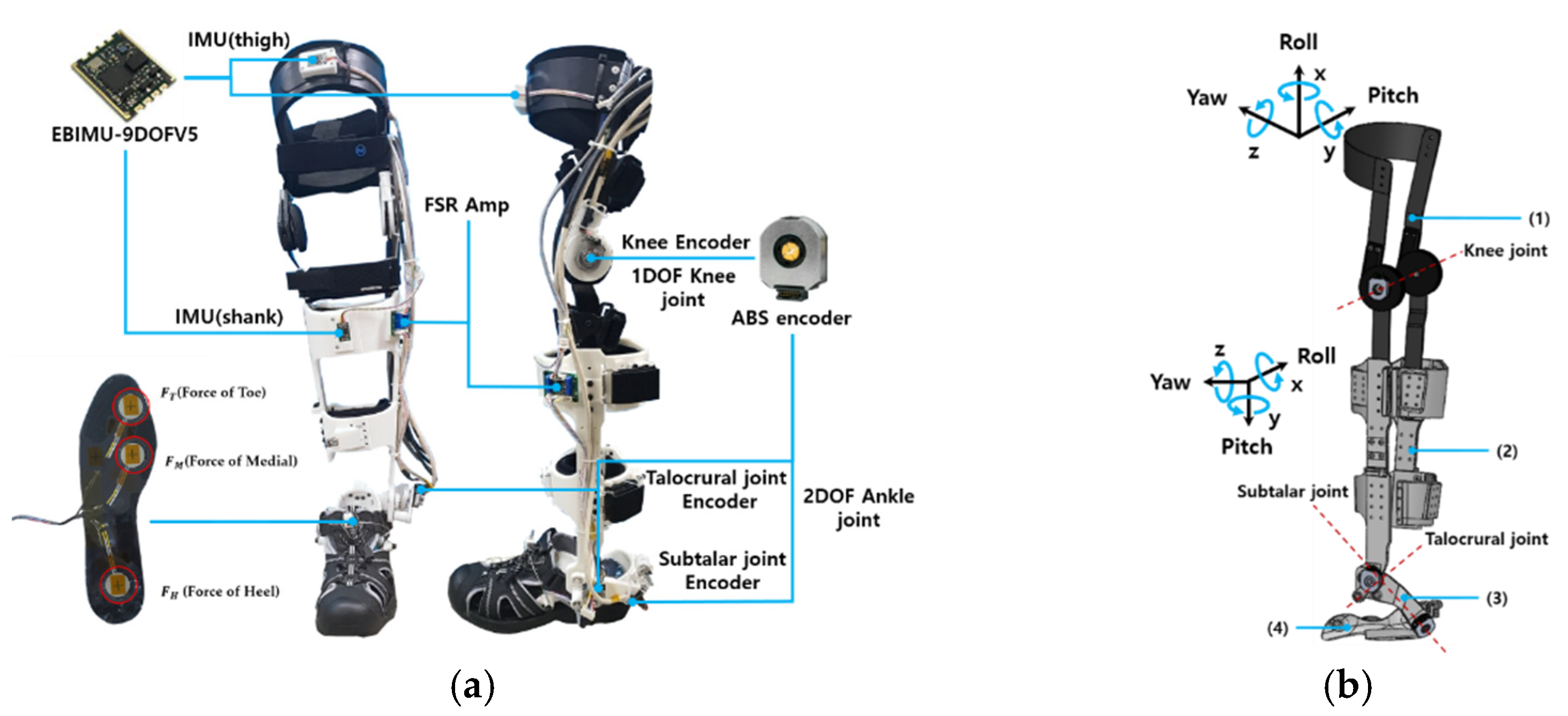 Sensors | Free Full-Text | Estimation of the Continuous Walking Angle of  Knee and Ankle (Talocrural Joint, Subtalar Joint) of a Lower-Limb  Exoskeleton Robot Using a Neural Network