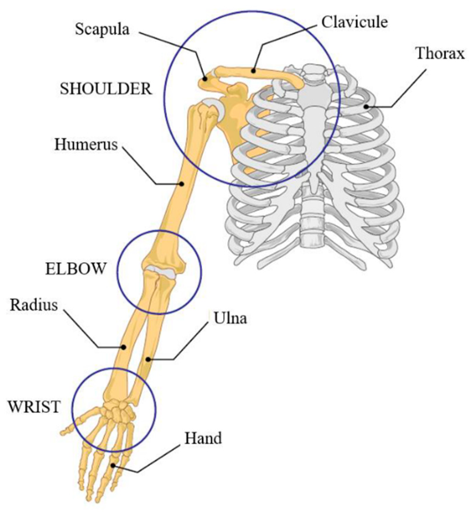 Skeleton of upper limb, Encyclopedia, , Learn anatomy