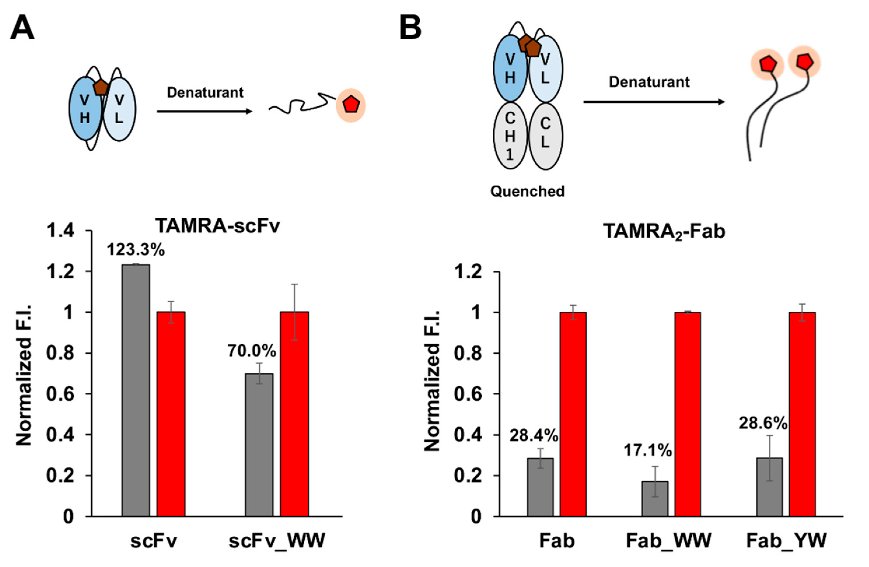 Sensors Free Full Text Construction Of Fluorescent Immunosensor Quenchbody To Detect His Tagged Recombinant Proteins Produced In Bioprocess Html