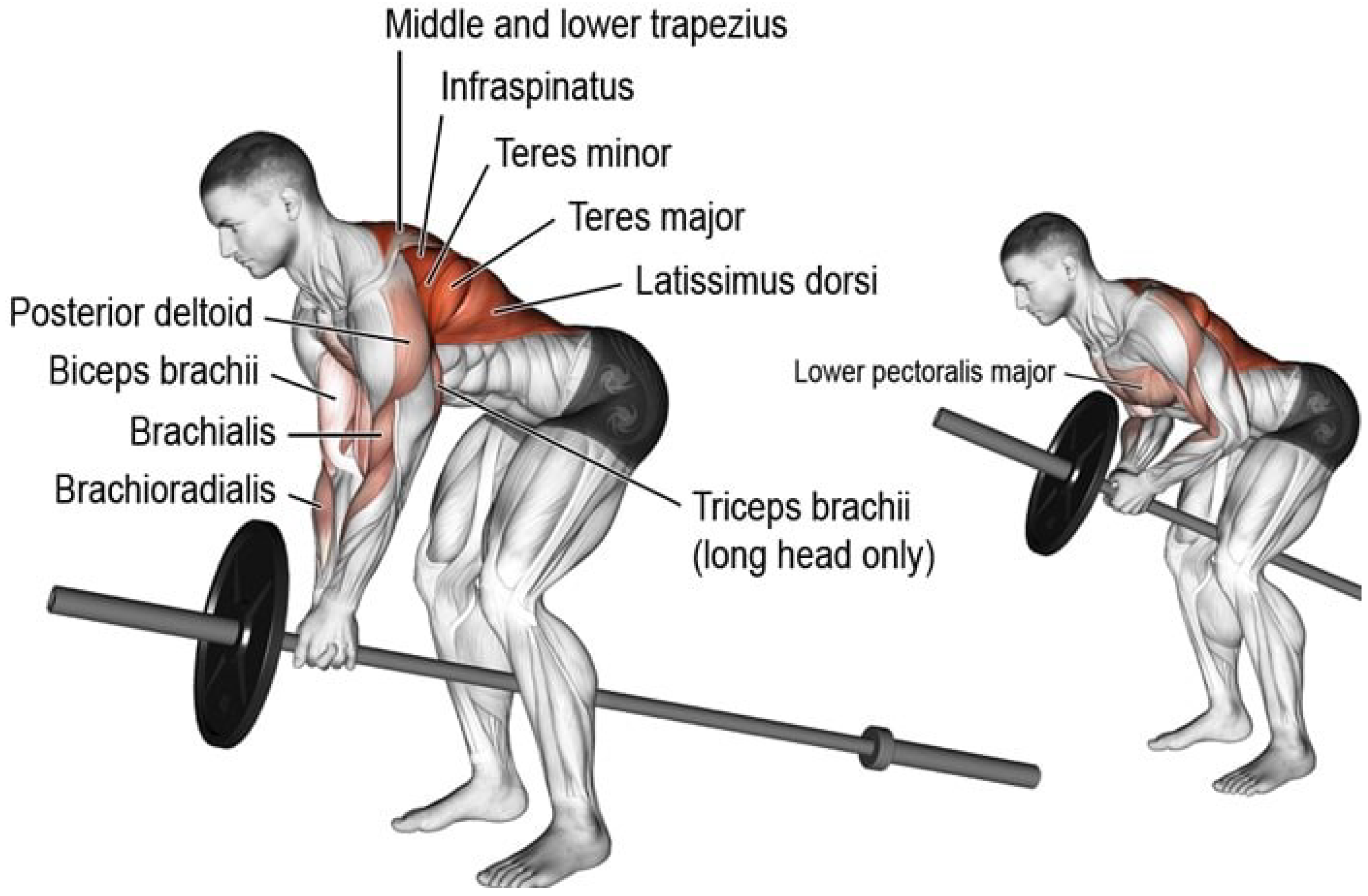 Barbell Row упражнение