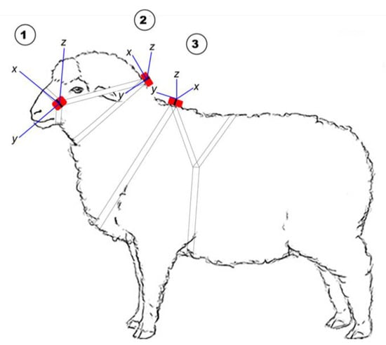 sheep side view drawing