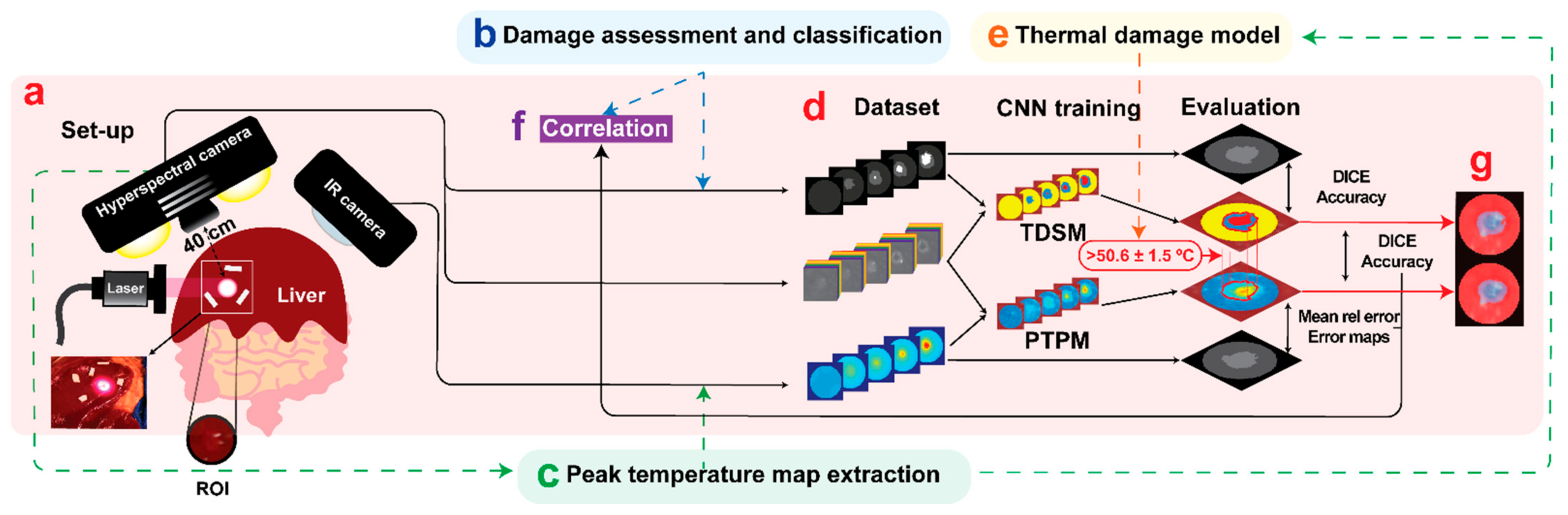 Sensors | Free Full-Text | Prediction of In Vivo Laser-Induced Thermal  Damage with Hyperspectral Imaging Using Deep Learning