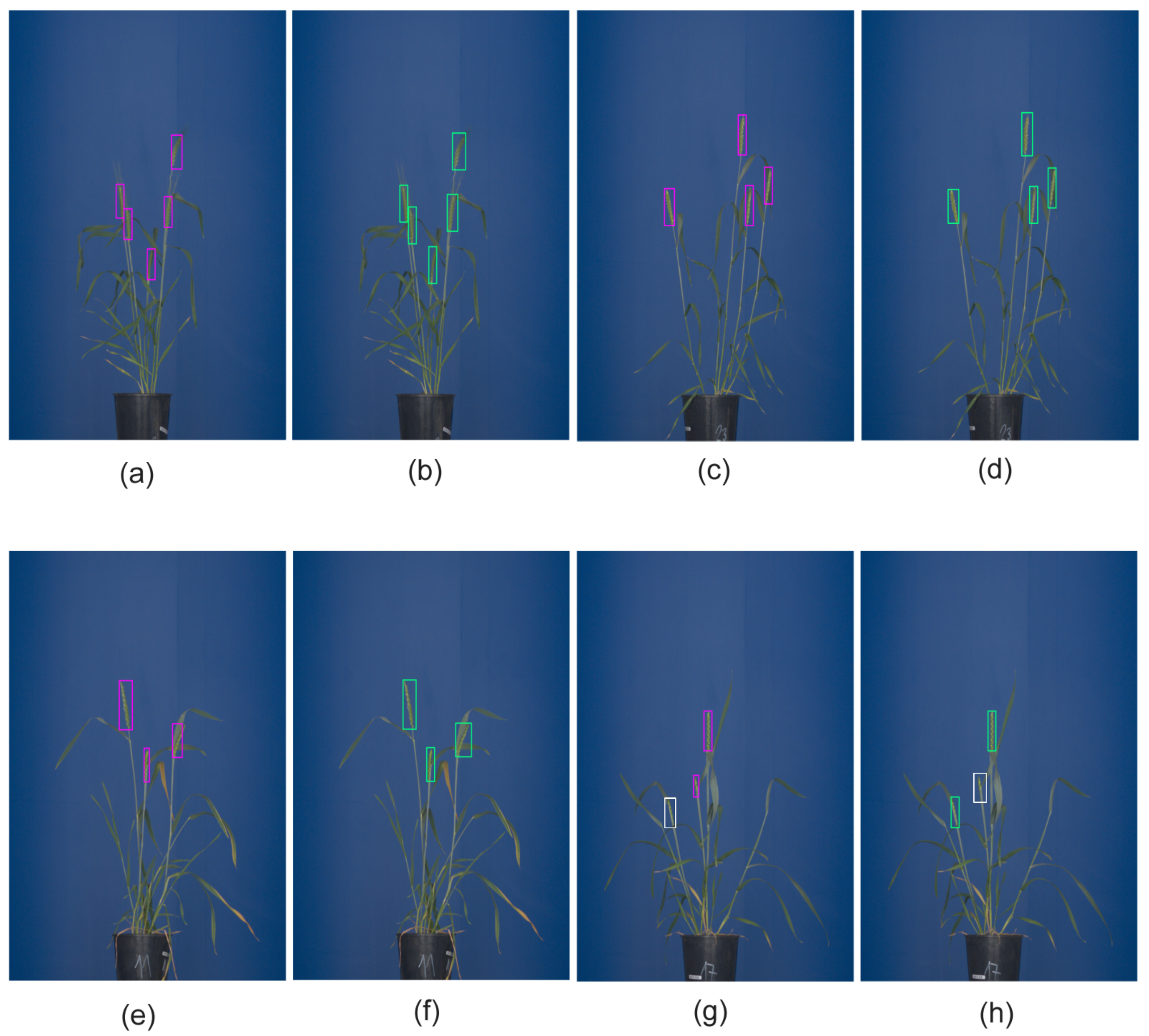 Sensors | Free Full-Text | Towards Automated Analysis of Grain Spikes in  Greenhouse Images Using Neural Network Approaches: A Comparative  Investigation of Six Methods