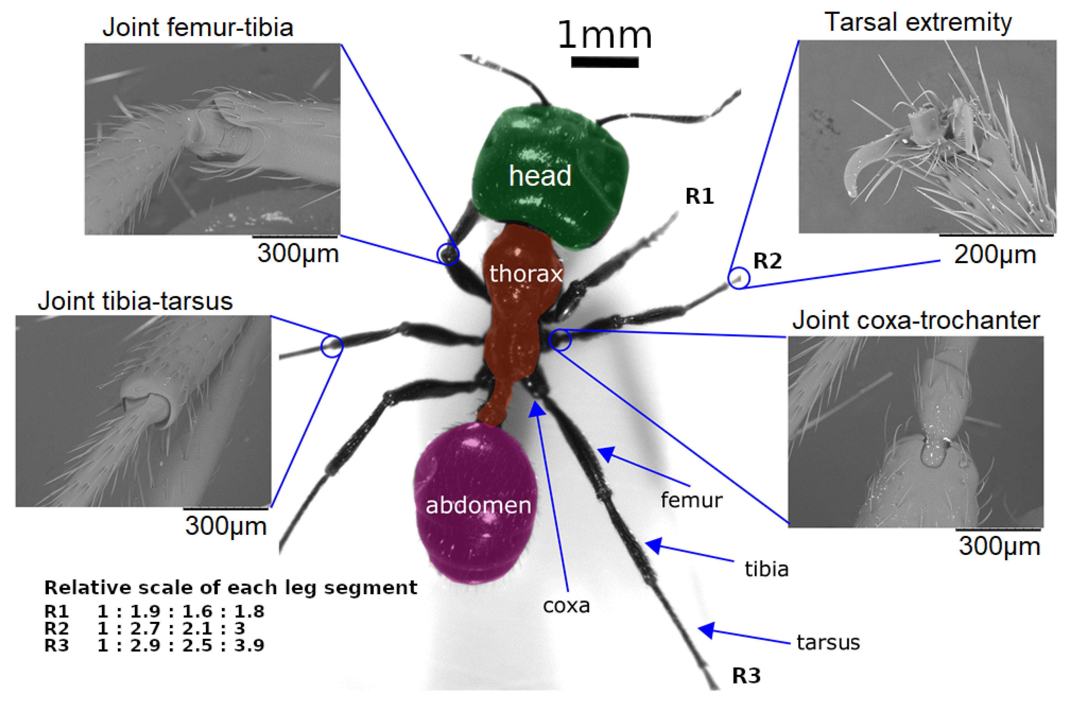 Sensors | Free Full-Text | Insect-Inspired Robots: Bridging Biological and  Artificial Systems | HTML
