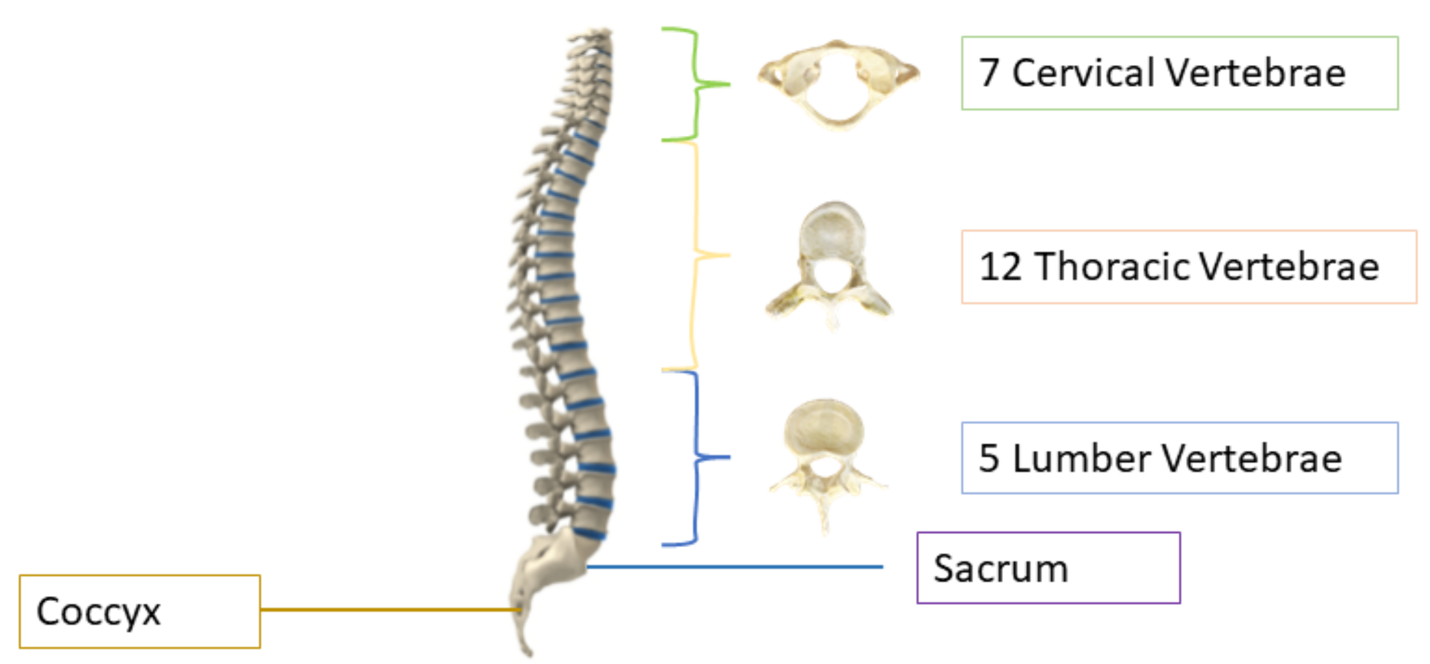 which-combining-form-means-both-spinal-cord-and-bone-marrow-shannon