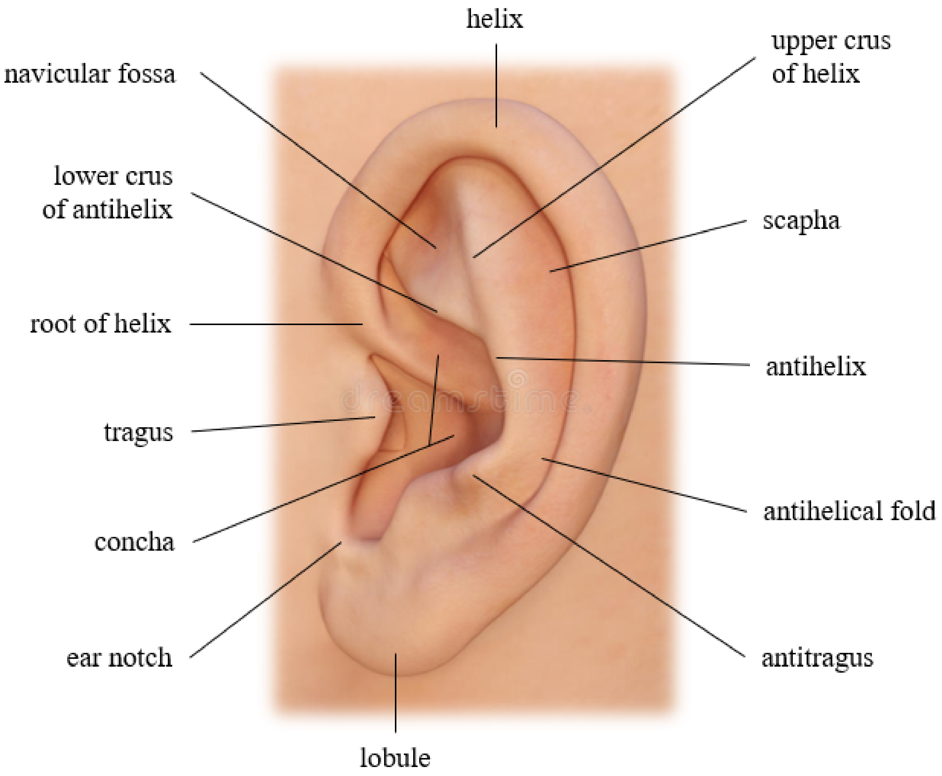 Sensors | Free Full-Text | VGGFace-Ear: An Extended Dataset for  Unconstrained Ear Recognition