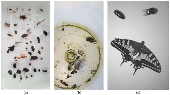 A Cheaper, Lighter Moth Trap May Make Citizen Science Projects More  Affordable