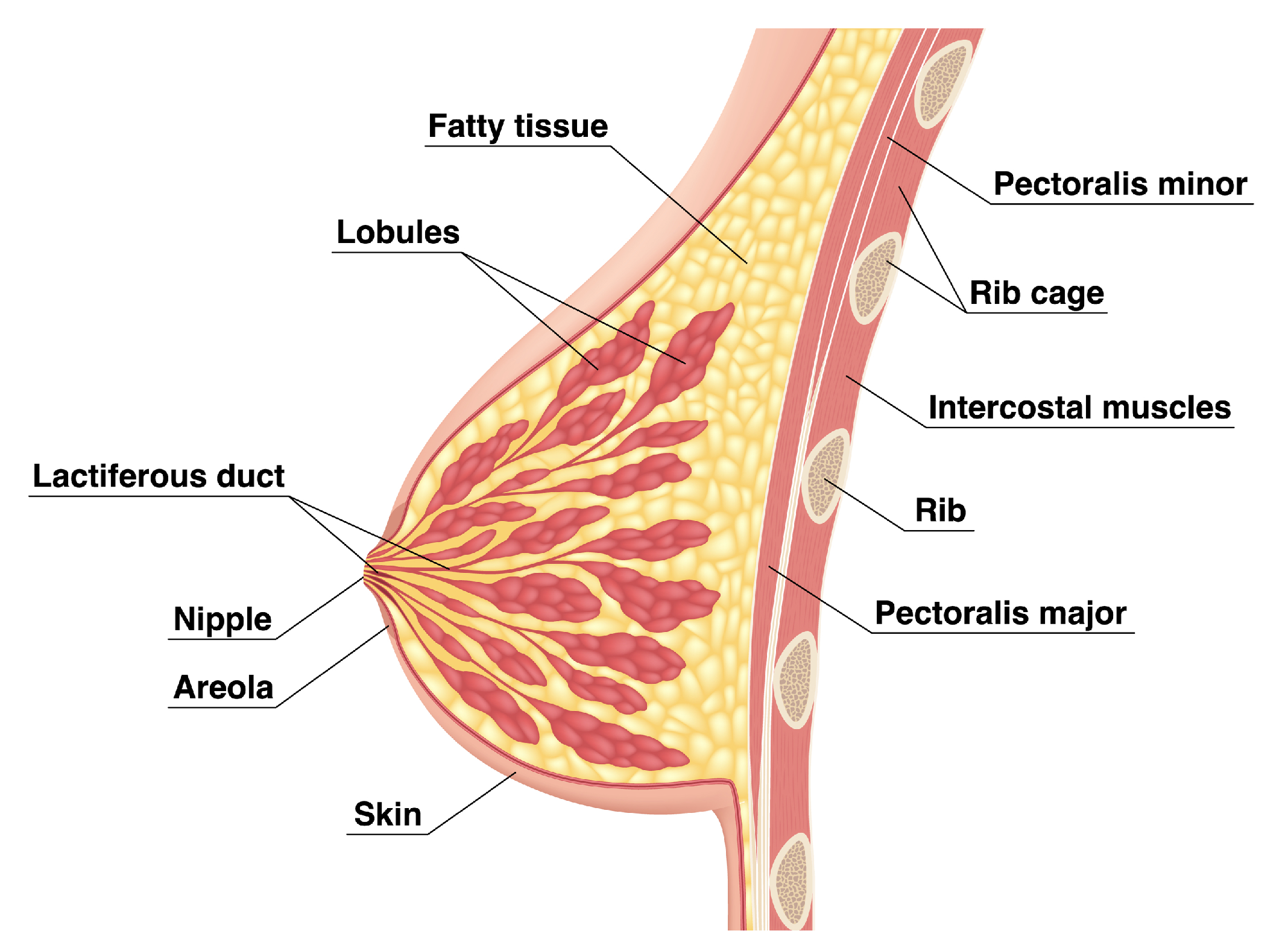 Normal breast anatomy - sagittal view