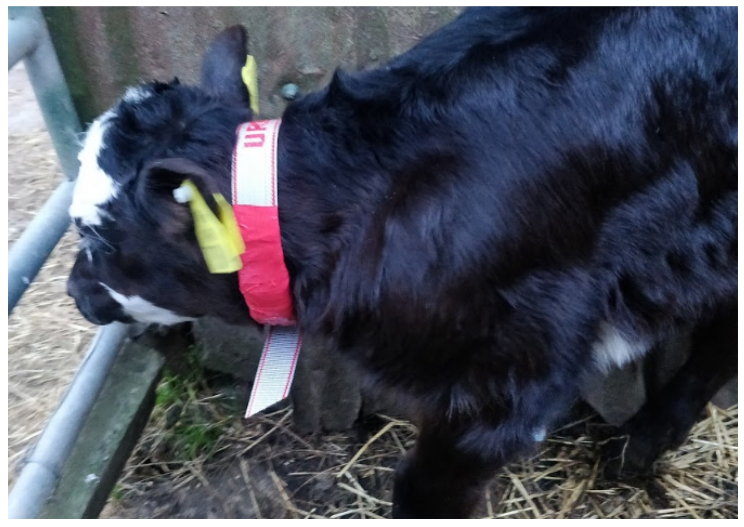 Sensors | Free Full-Text | Periodicity Intensity of the 24 h Circadian  Rhythm in Newborn Calves Show Indicators of Herd Welfare