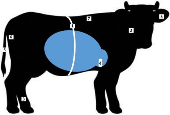 Introduction to Mini Cows: A Fascinating Trend in Indian Agriculture, by  Homeopathic Pet Medicine