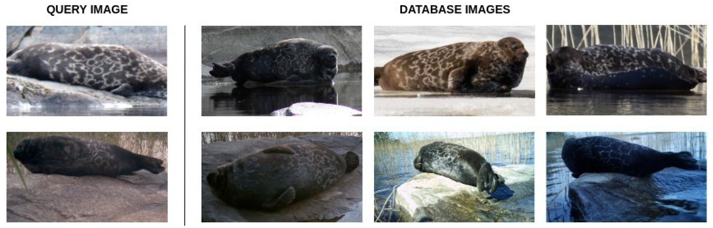Sensors | Free Full-Text | SealID: Saimaa Ringed Seal Re-Identification  Dataset