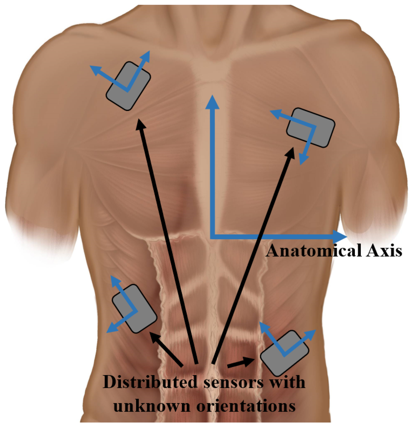 Sternal Angle of Louis - 3D Models, Video Tutorials & Notes