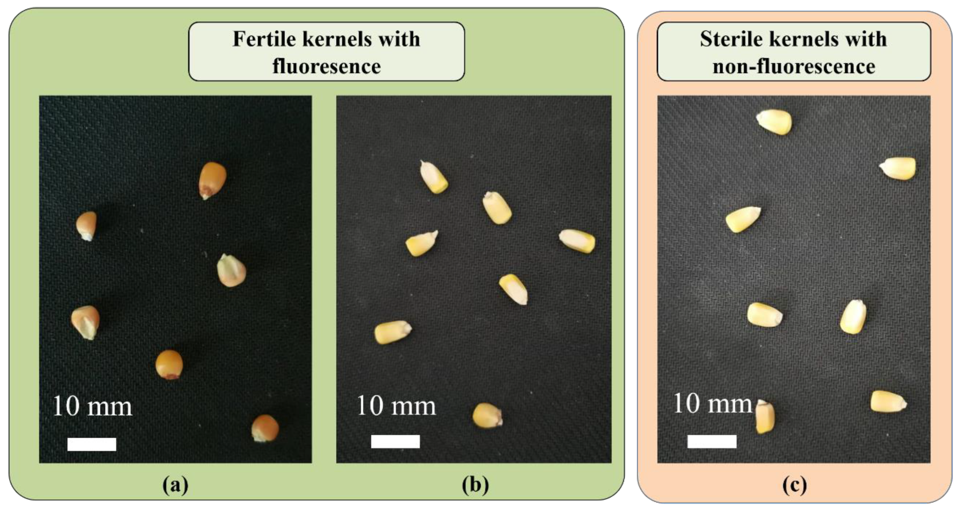 Sensors | Free Full-Text | Classification of Fluorescently