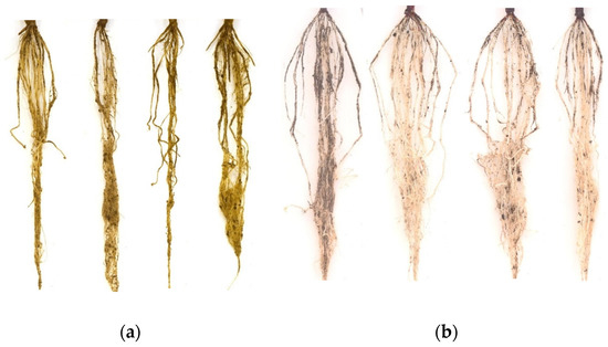 Sensors | Free Full-Text | Early Identification of Root Damages