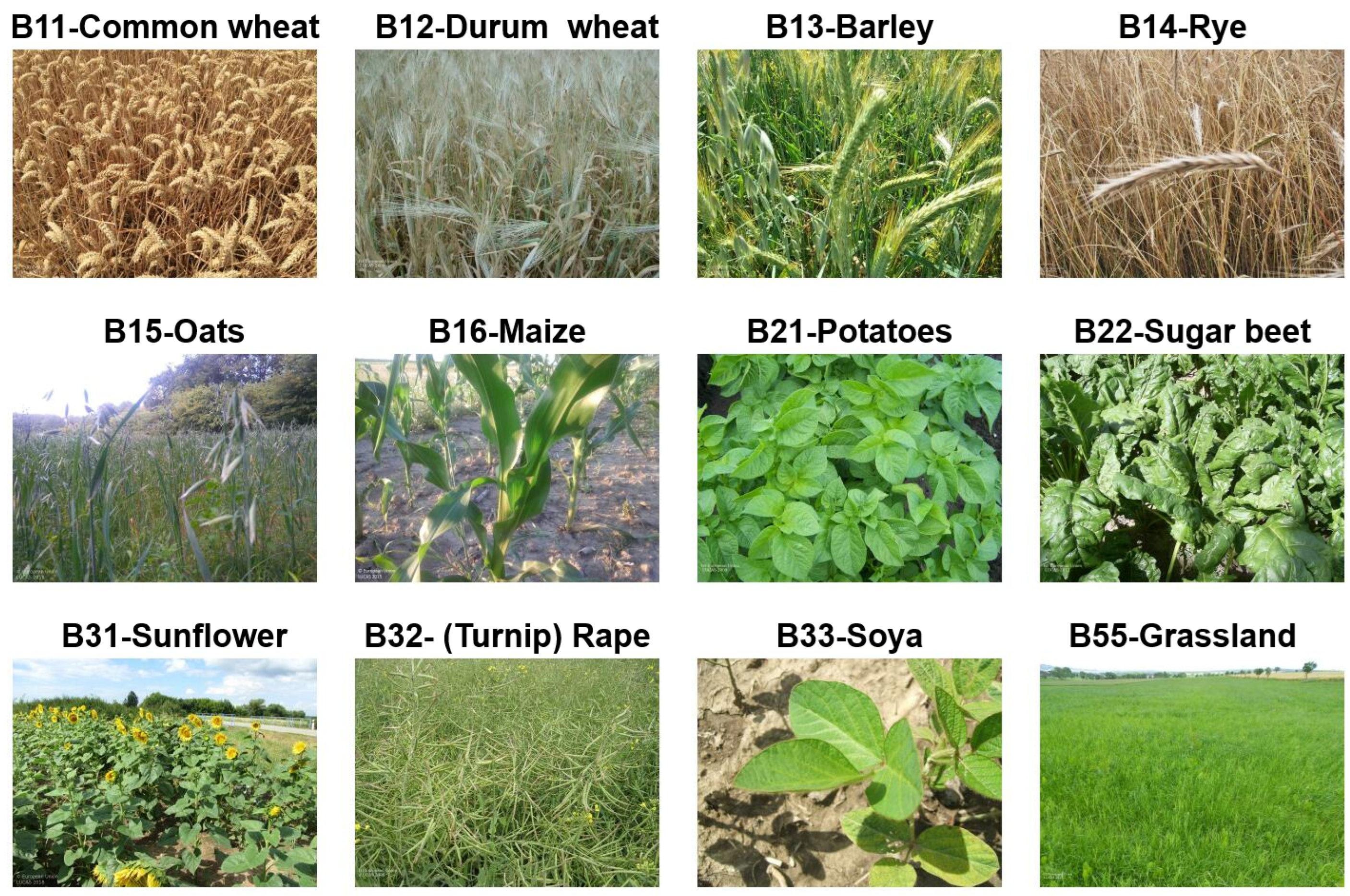 Crop, Definition, Types, & Facts