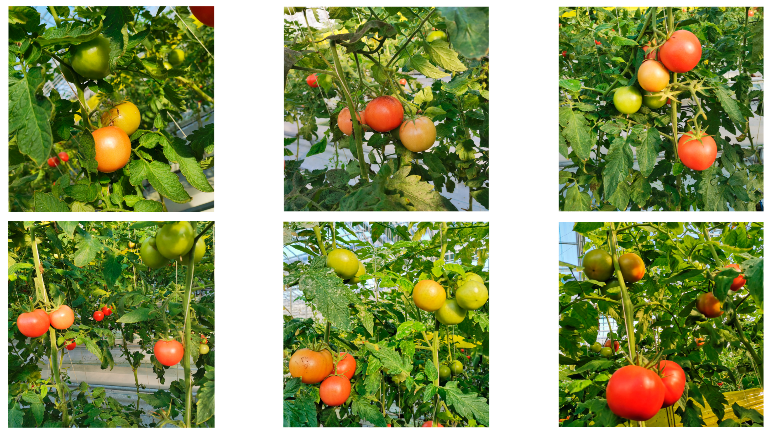 Sensors | Free Full-Text | Tomato Maturity Detection and Counting