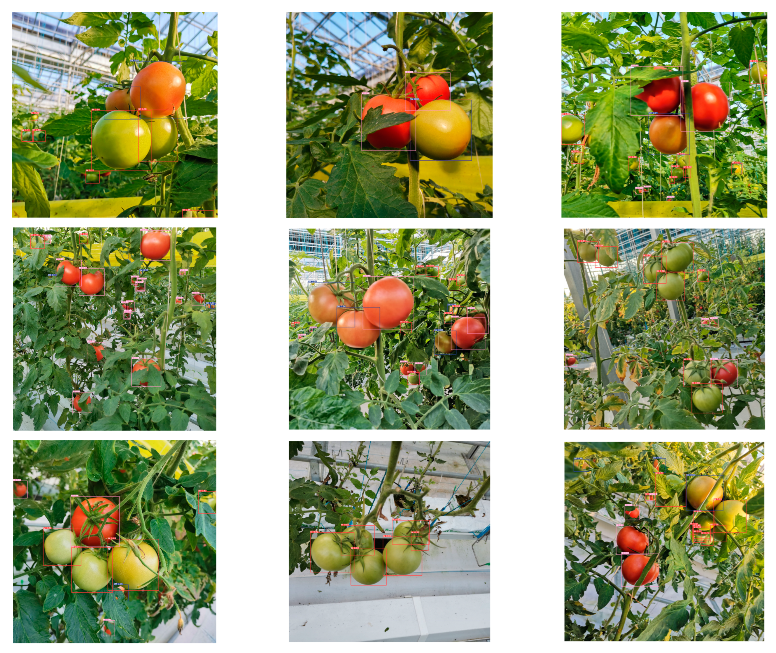 Siphosami Malunga on X: Star 9037..by Starke Ayres. uMakhoya aka the Don  of Tomato Varieties. 9/10 fruits, uniform size and shape per cluster. It is  performing beyond expectations. #ESidakeni #Siyalima  #TomatoFarmingInZimbabwe #Asijiki