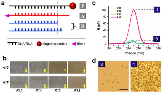 Sensors Free Full Text Force Induced Visualization of Nucleic