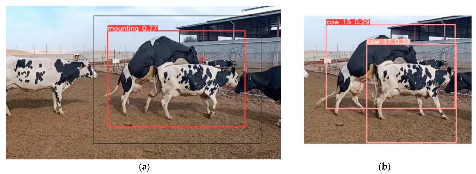 Understanding the Dairy Cow