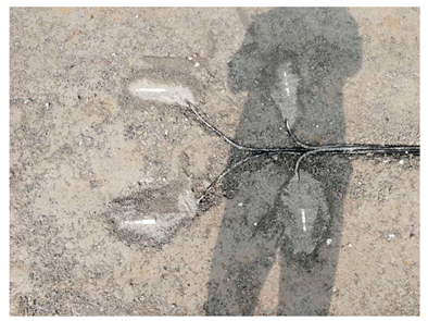 Sensors 24 00994 i001