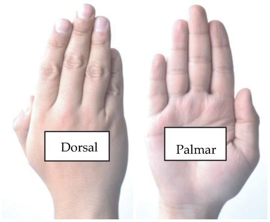 Static and Dynamic Hand Gestures: A Review of Techniques of 