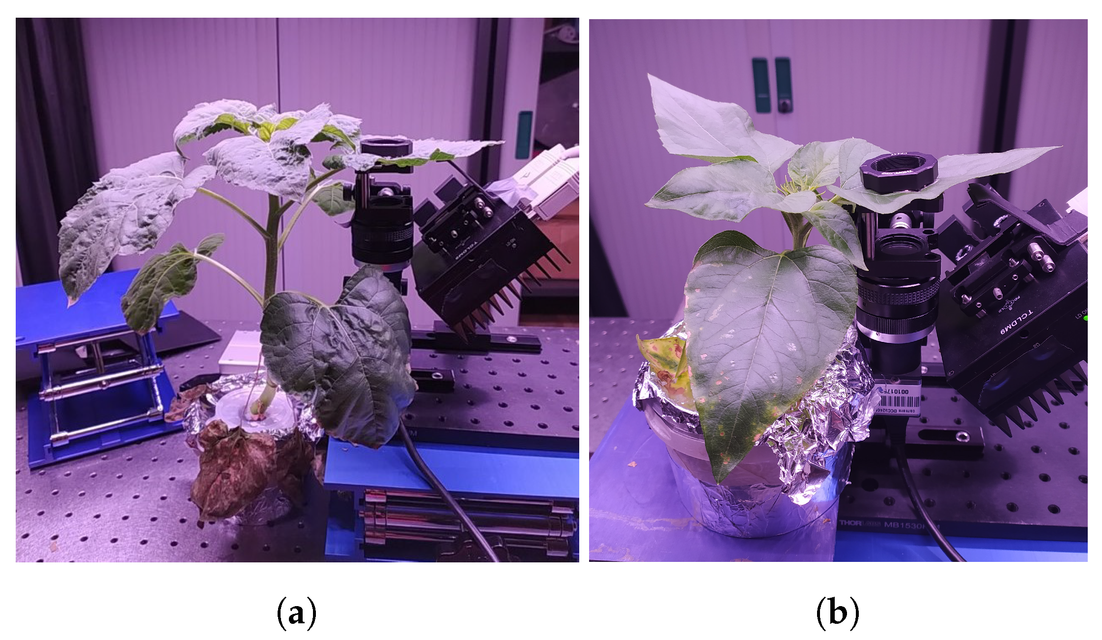 Sensors 24 05260 g001