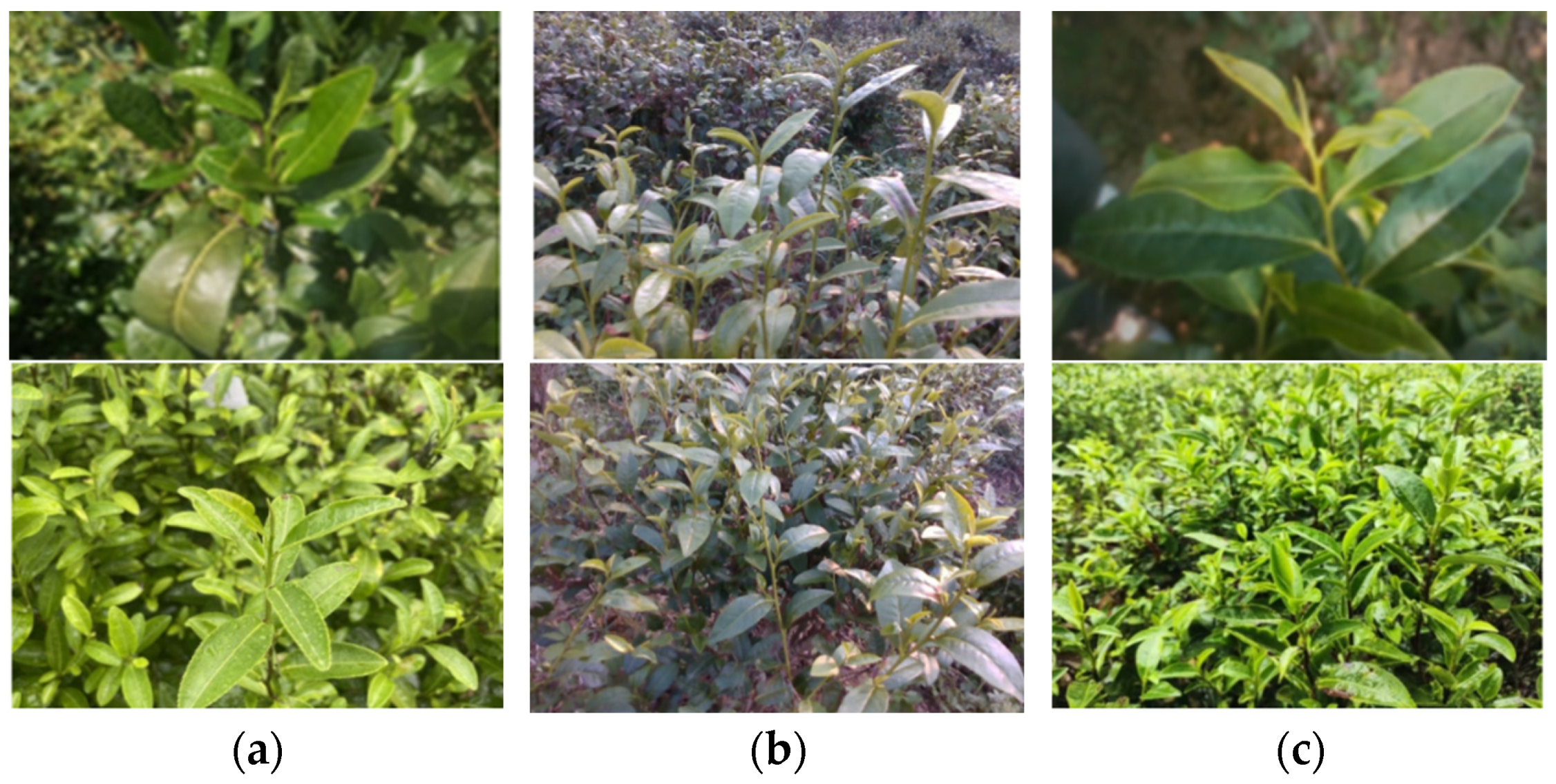 Sensors 24 06777 g002