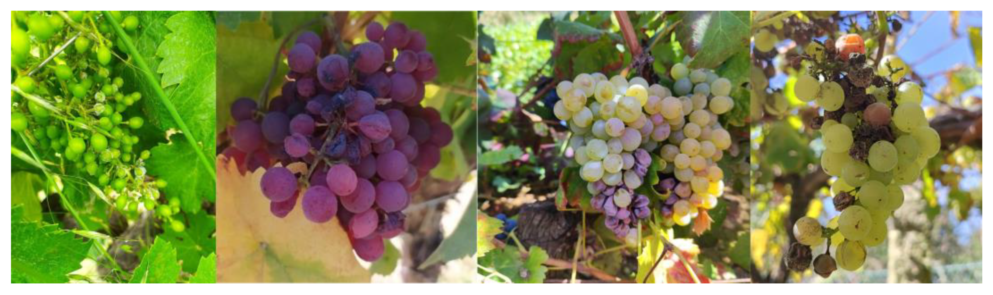 Sensors 24 08172 g010