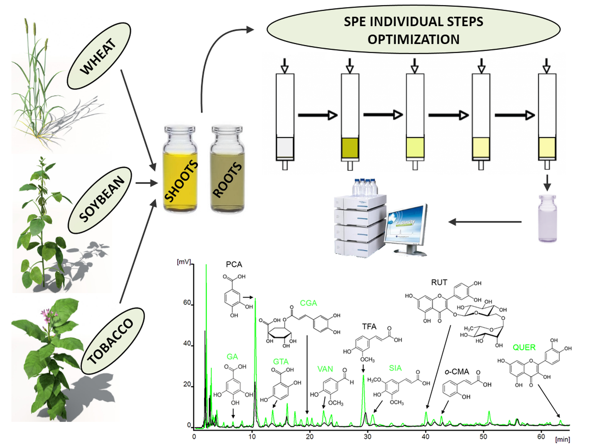 Screening analysis. Plant Extraction. Plant Extraction images.