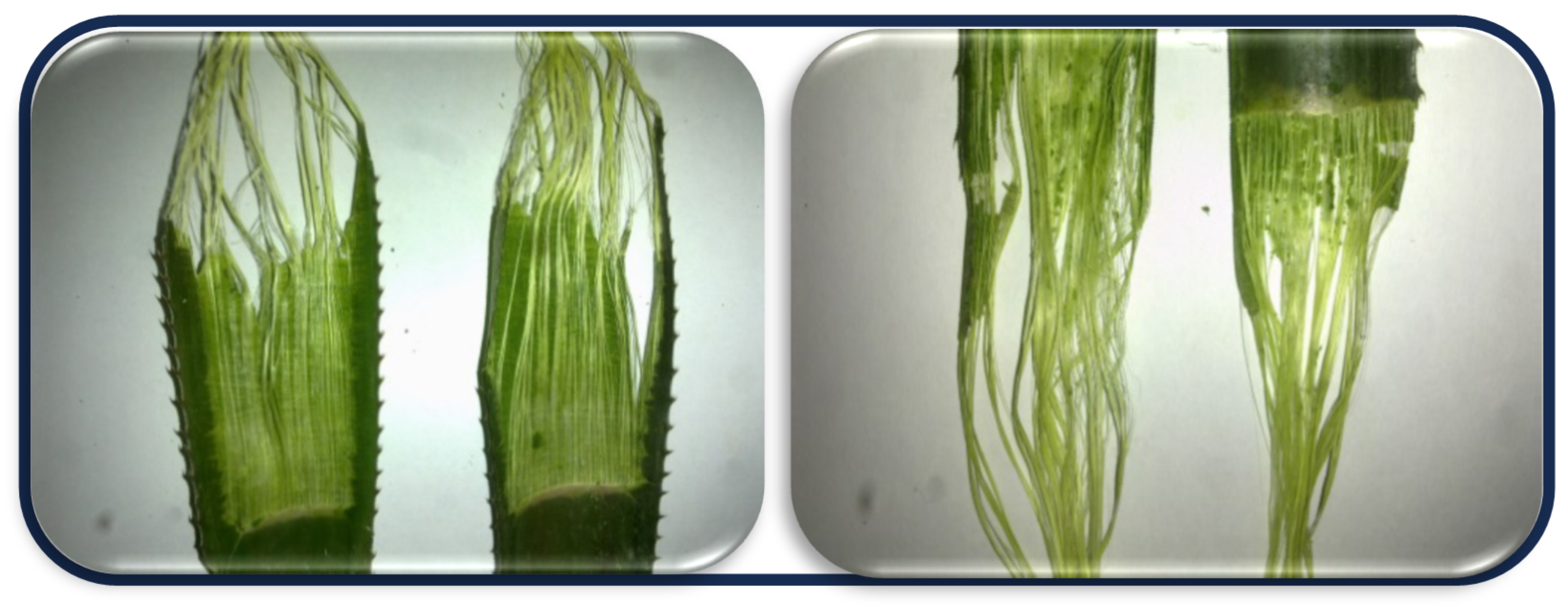 Separations 11 00245 g005 Separations 11 00245 g005