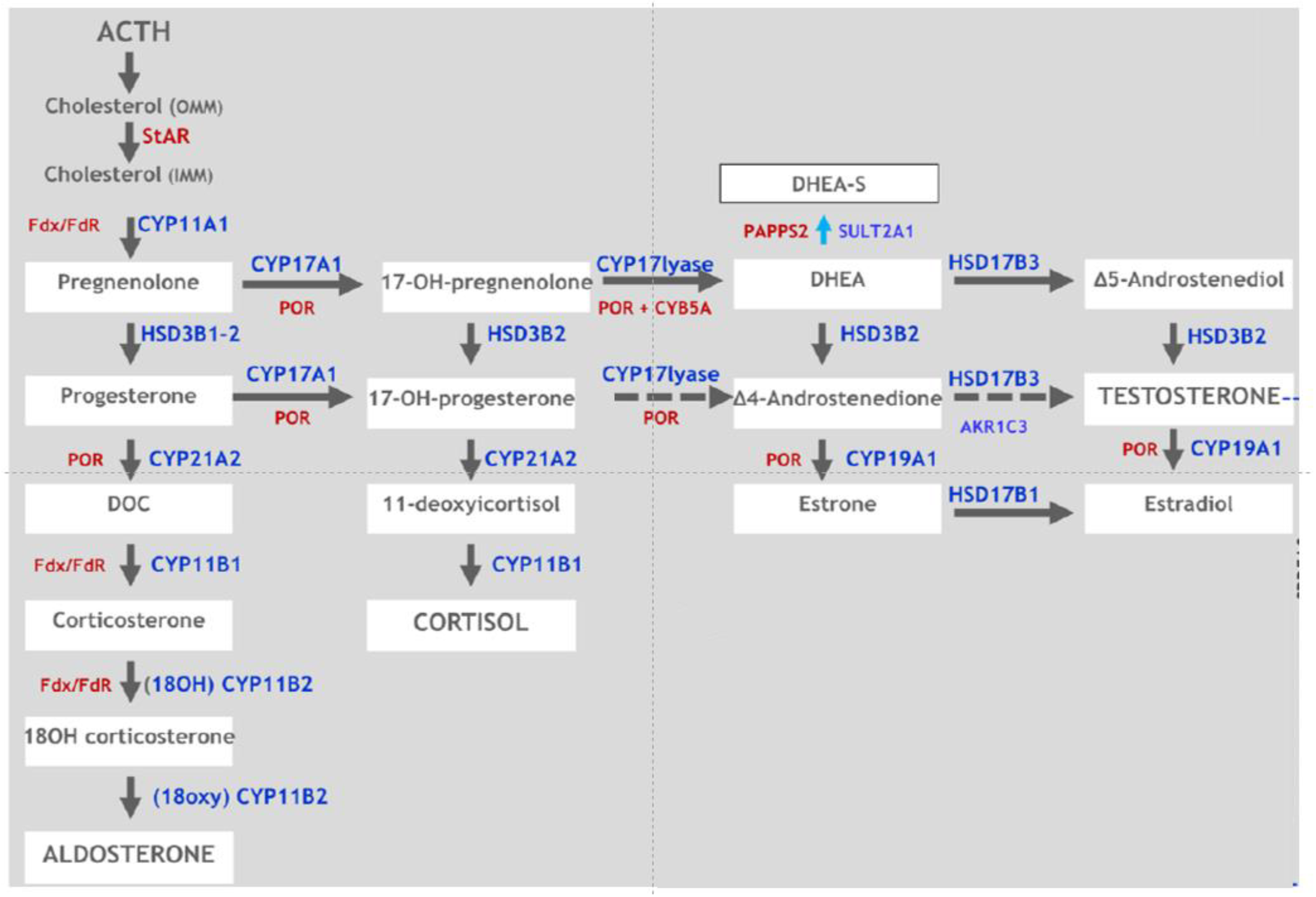 Sexes | Free Full-Text | Non-Classic Congenital Adrenal Hyperplasia in  Childhood: A Review