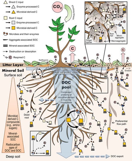 Rhizosphere engineering for soil carbon sequestration: Trends in Plant  Science