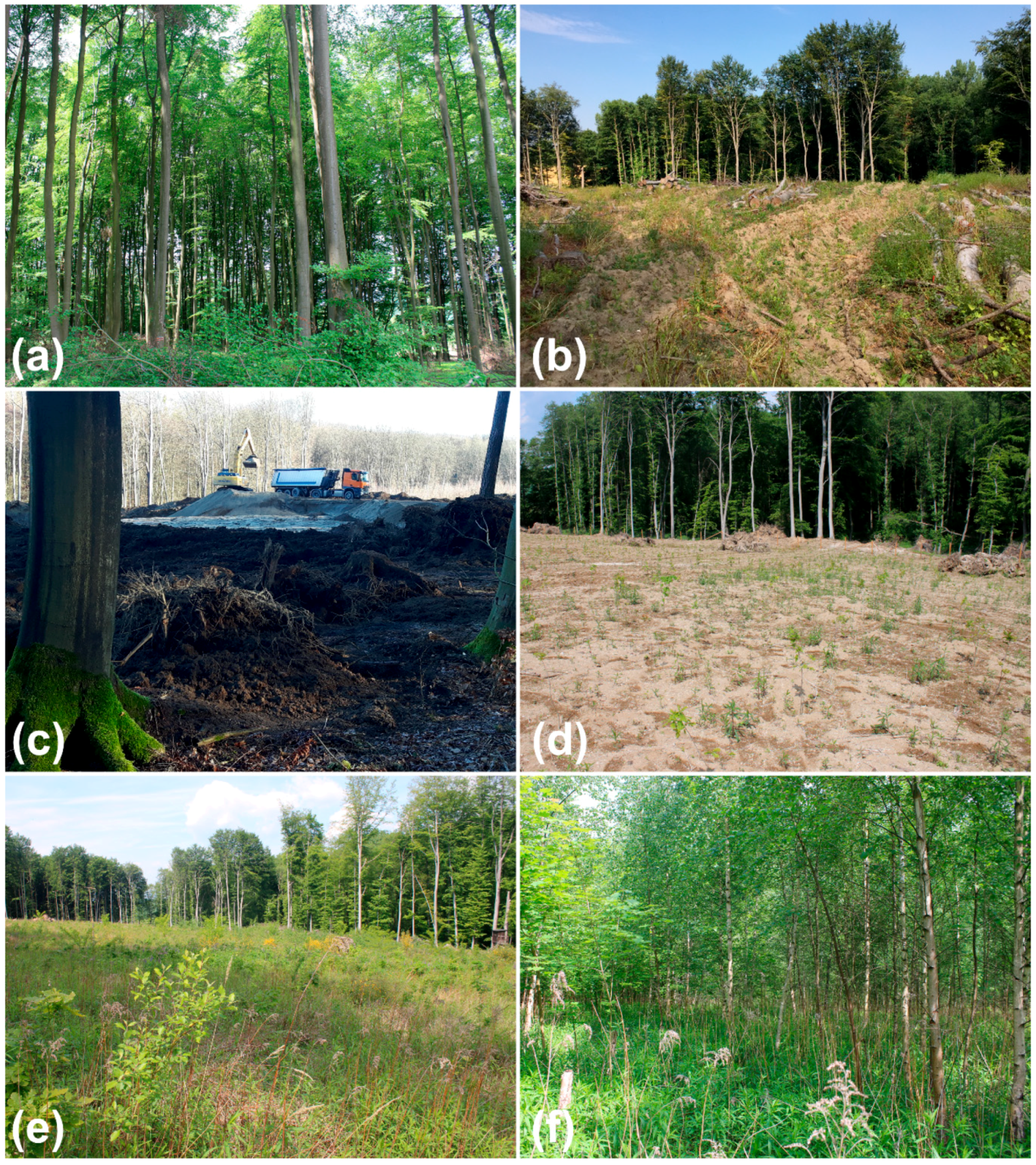Soil Systems | Free Full-Text | Modeling Runoff-Formation and Soil Erosion  after Pumice Excavation at Forested Andosol-Sites in SW-Germany Using WEPP  | HTML