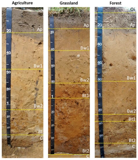 Soil Systems Free Full Text Geochemical Fingerprint And Soil Carbon Of Sandy Alfisols Html