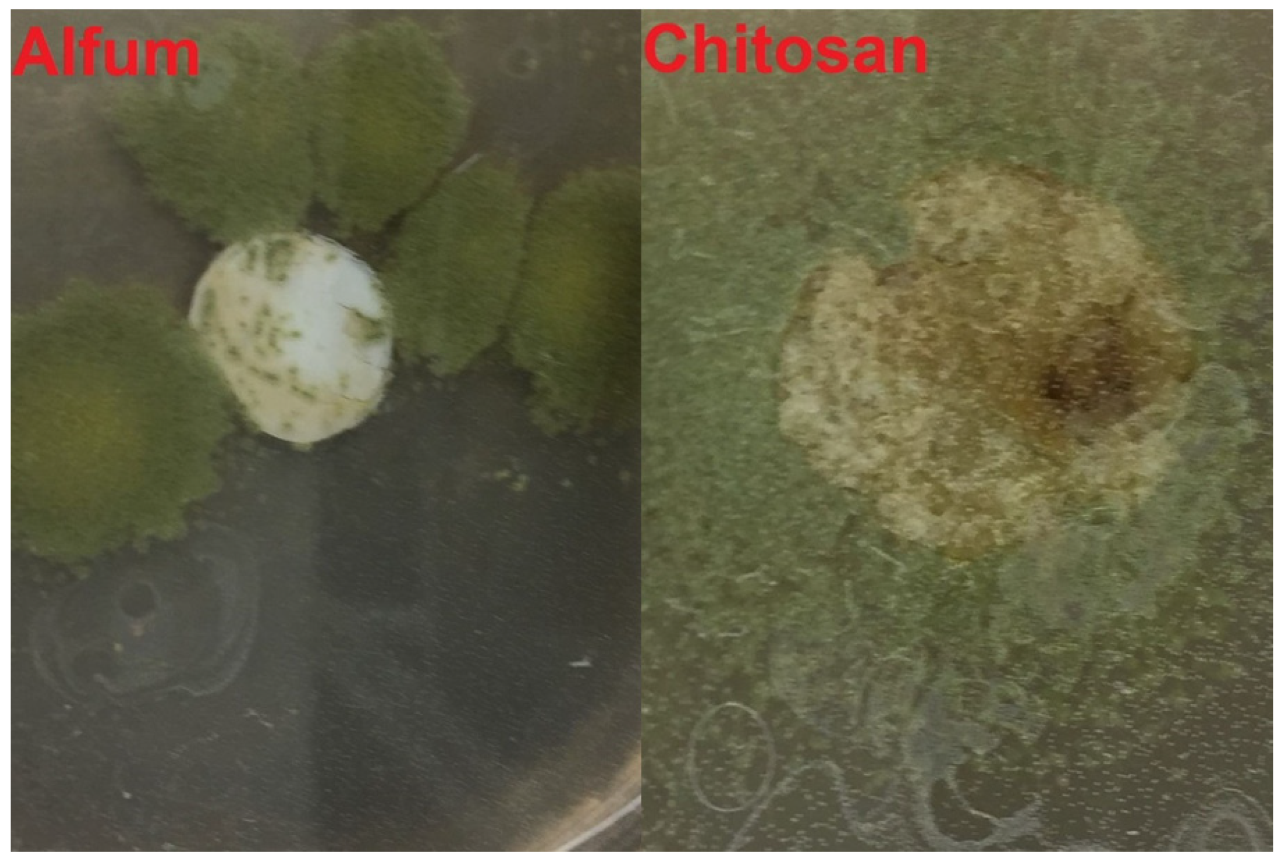 Solids 03 00004 g011