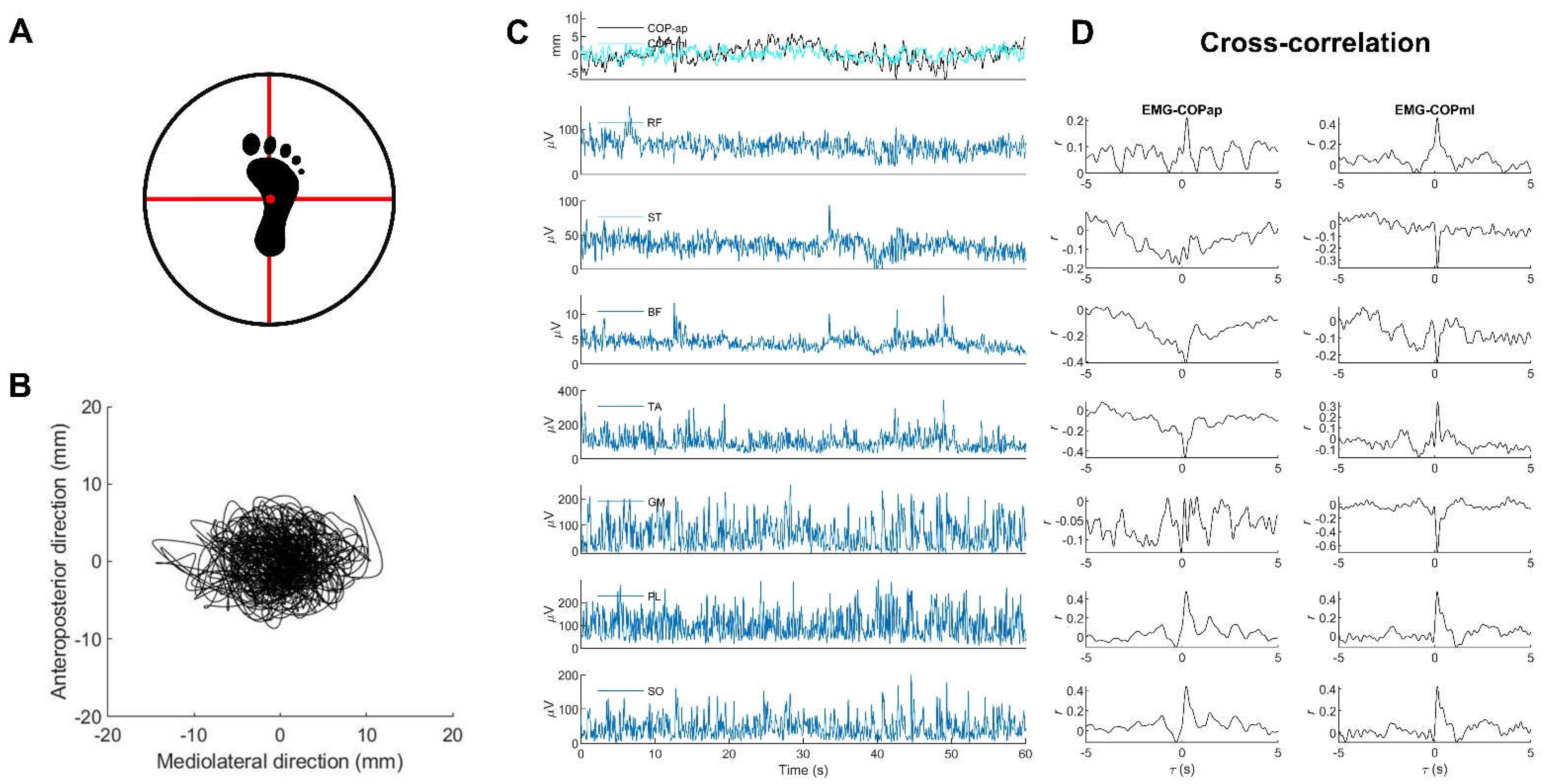 Neuromuscular performance of balance and posture control in