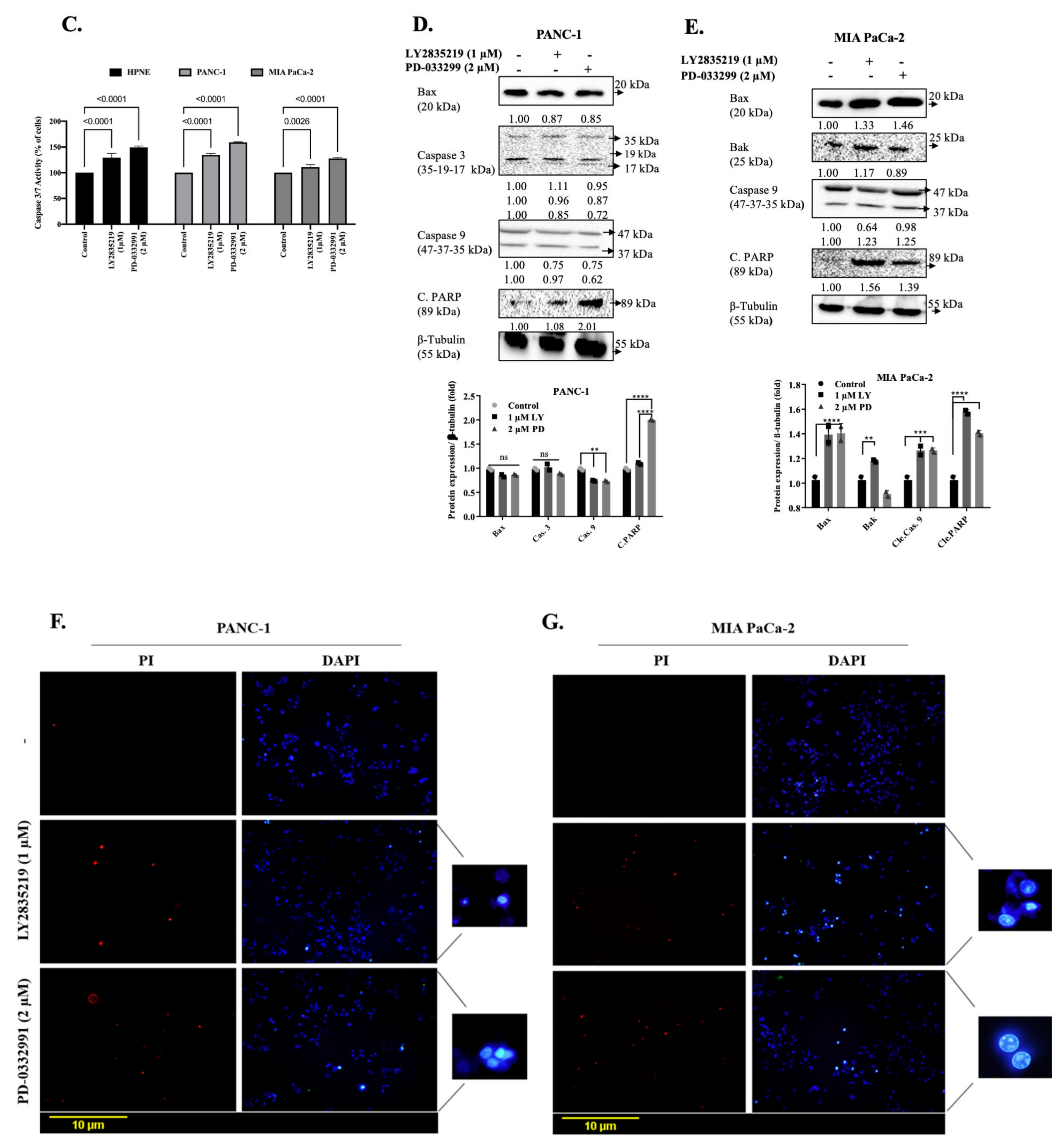 Stresses Free Full Text Ampk Is The Crucial Target For The Cdk4 6 Inhibitors Mediated Therapeutic Responses In Panc 1 And Mia Paca 2 Pancreatic Cancer Cell Lines Html