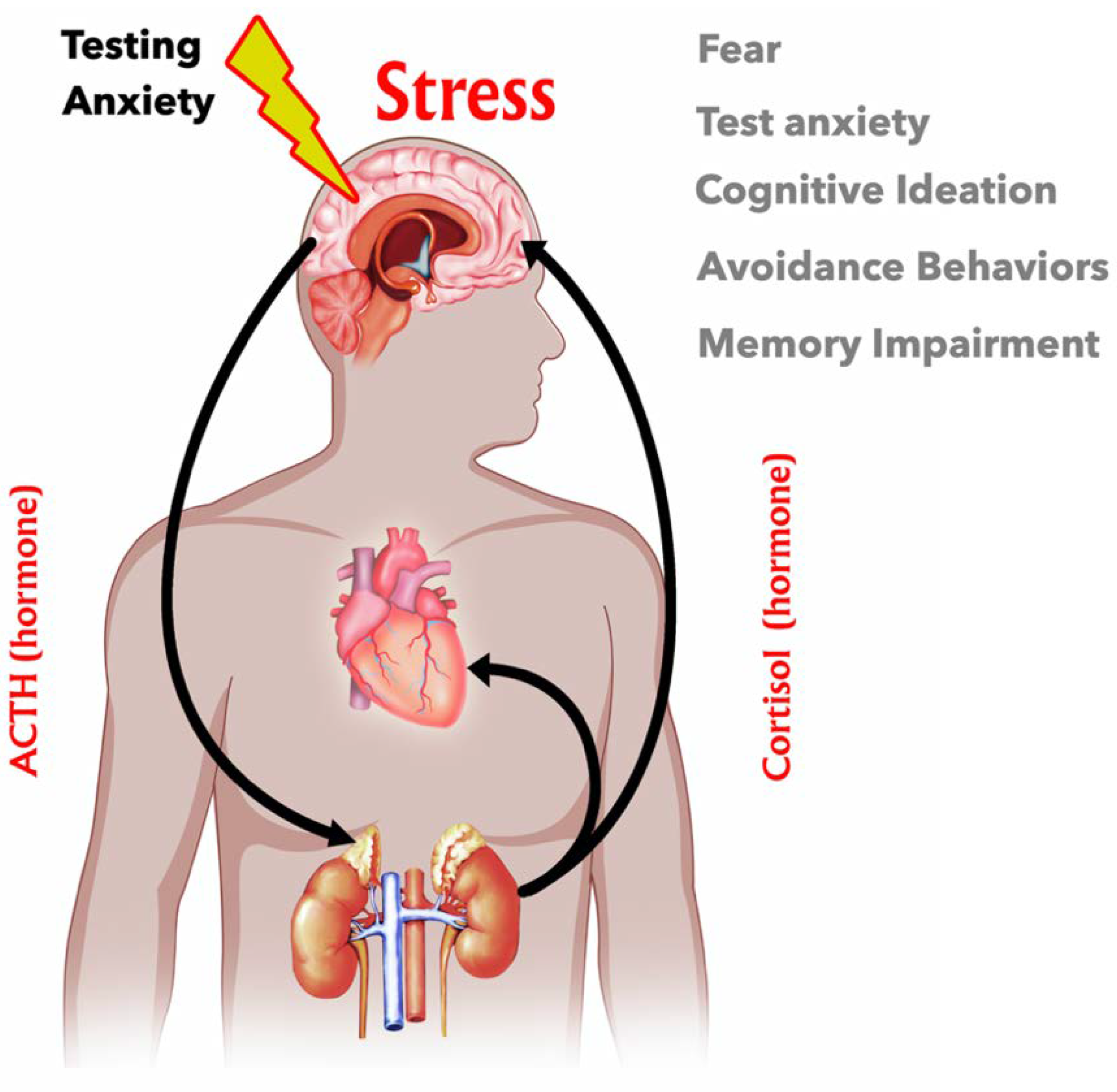 Stresses | Free Full-Text | The Role of the  Hypothalamus&ndash;Pituitary&ndash;Adrenal (HPA) Axis in Test-Induced  Anxiety: Assessments, Physiological Responses, and Molecular Details | HTML