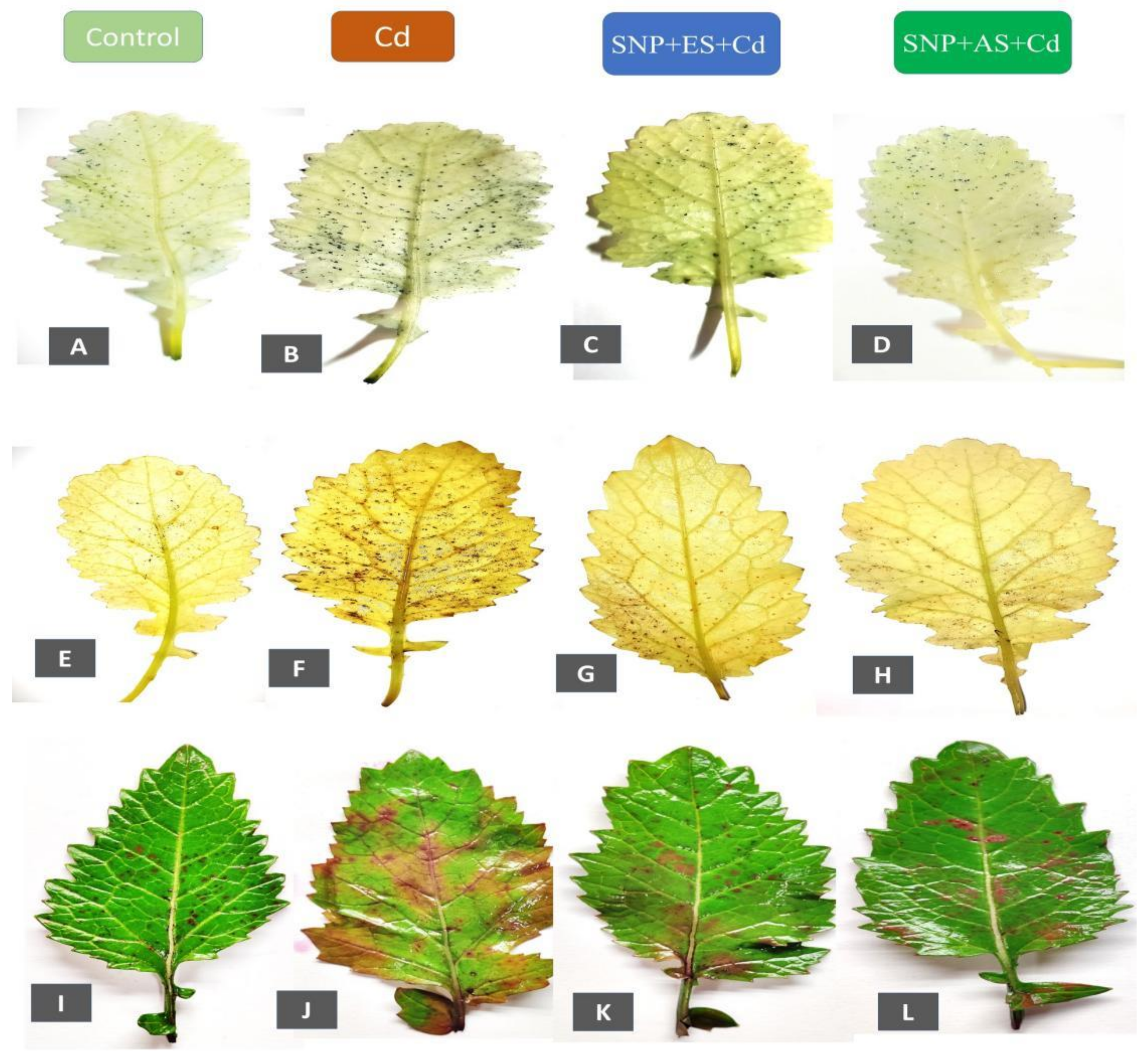 Stresses 02 00037 g003 Stresses 02 00037 g003