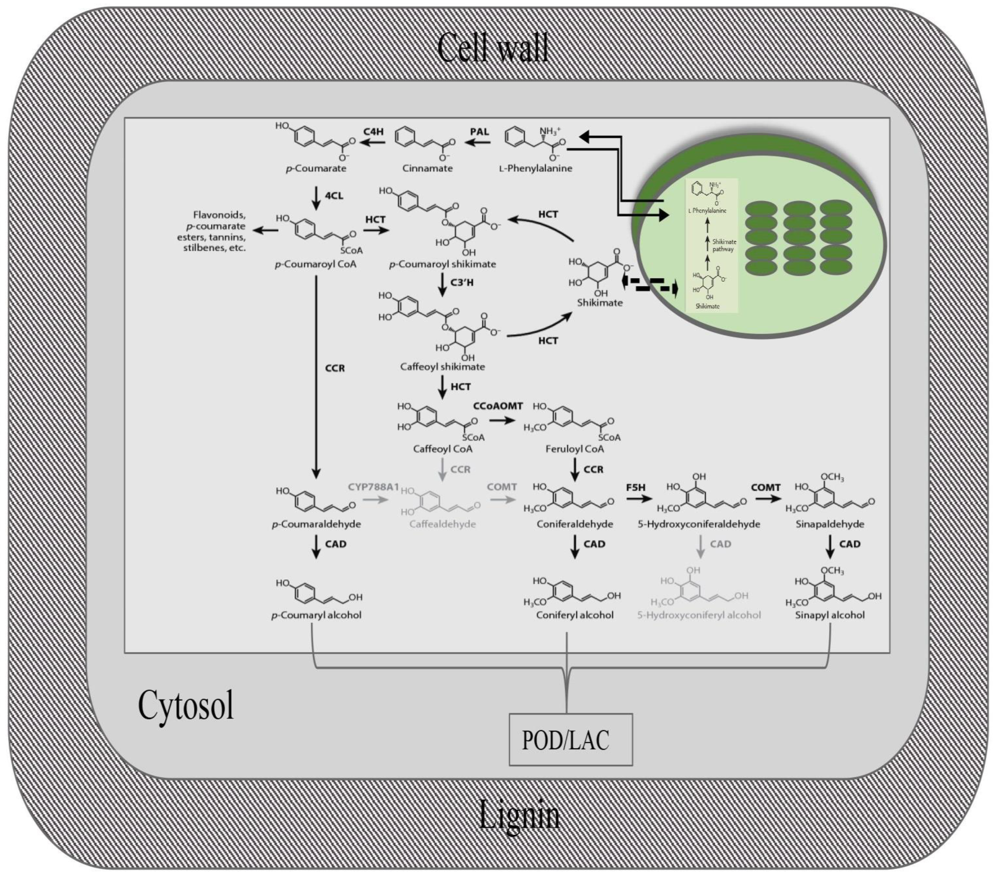 Stresses 03 00032 g002 Stresses 03 00032 g002