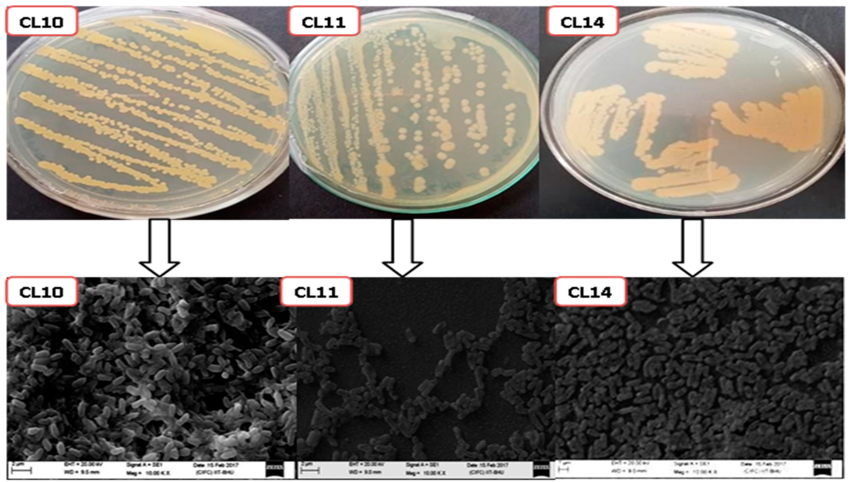a) Microbial culture in Luria broth medium. (b) Subculture in